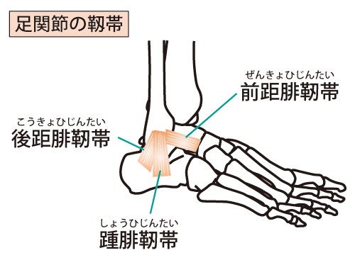 足関節の靭帯